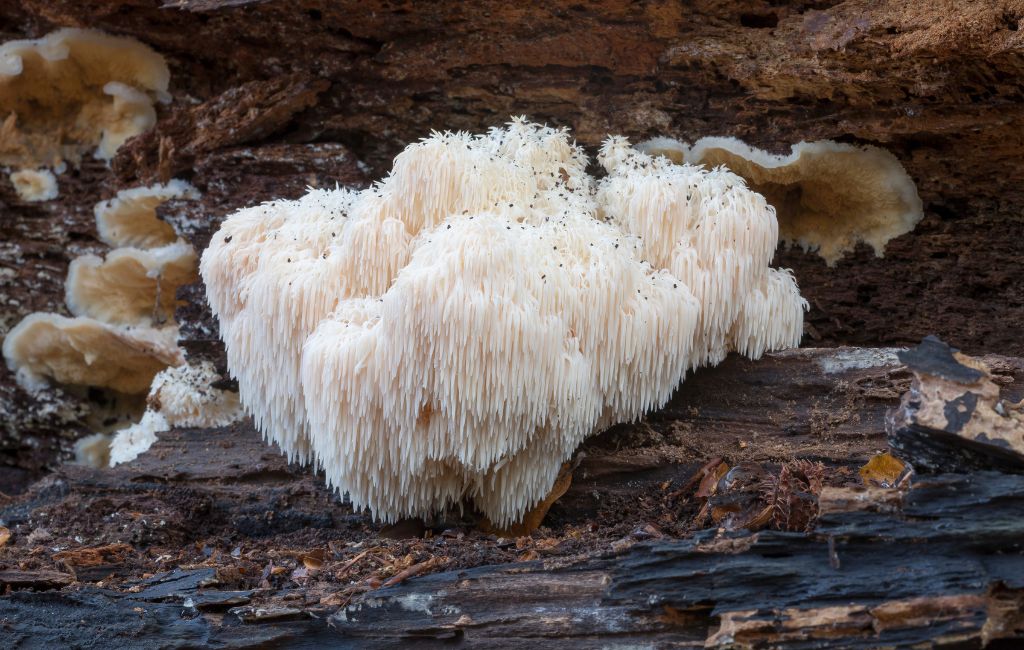 Overview of the Origins of What Is Lions Mane